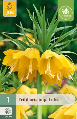 Fritillaria imp. Lutea, 1 stuks
