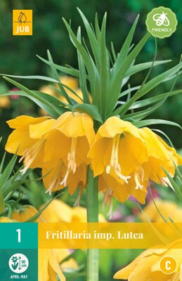 Fritillaria imp. lutea 1 stuks