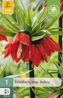 Fritillaria imp. Rubra, 1 stuks