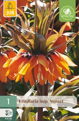 Fritillaria imp. Sunset, 1 stuks