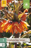 Fritillaria imp. Sunset, 1 stuks
