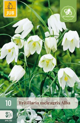 Fritillaria meleagris Alba, 10 stuks