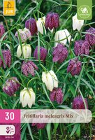 Fritillaria meleagris Mix, 30 stuks