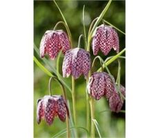 Fritillaria meleagris P9