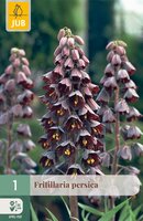 Fritillaria persica, 1 stuks
