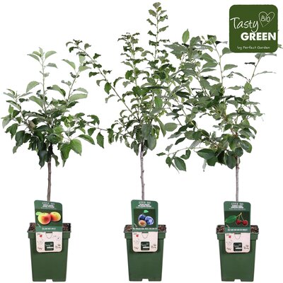 fruitbomen mix, pot 27 cm, h 160 cm