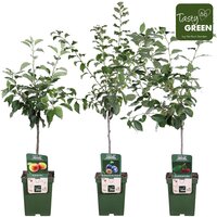 fruitbomen mix, pot 27 cm, h 160 cm