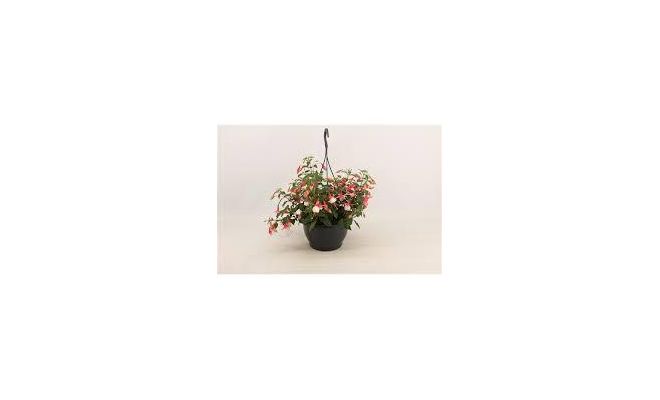Fuchsia, hangpot 21 cm, h 30 cm