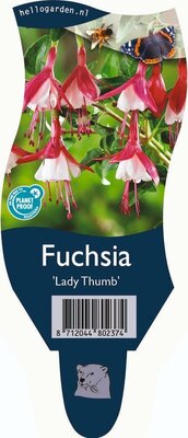 Fuchsia Lady Thumb P11