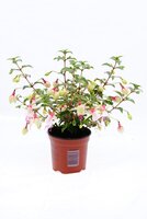 Fuchsia , mix soorten pot 10,5 cm