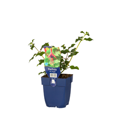 Fuchsia Mrs. Popple, pot 11 cm - afbeelding 1