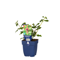 Fuchsia Mrs. Popple, pot 11 cm - afbeelding 1