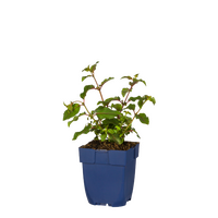 Fuchsia Mrs. Popple, pot 11 cm - afbeelding 2