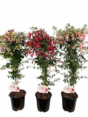 Fuchsia op stam, pot 17 cm, h 85 cm