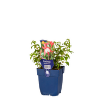 Fuchsia Patio Princess, pot 11 cm - afbeelding 1