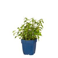 Fuchsia Patio Princess, pot 11 cm - afbeelding 2