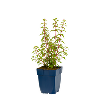Fuchsia Ricartonii, pot 11 cm - afbeelding 2