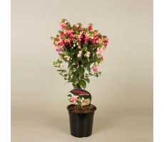 Fuchsia, stam, pot 19 cm, h 100 cm - afbeelding 2