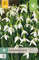 Galanthus elwesii, 10 stuks