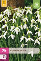 Galanthus elwesii, 25 stuks