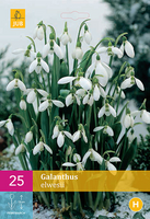 Galanthus elwesii 25st - afbeelding 2