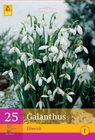 Galanthus elwesii 25st - afbeelding 3