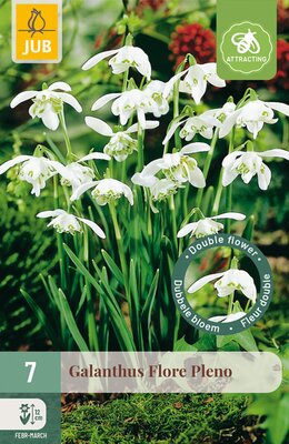 Galanthus Flore Pleno, 7 stuks
