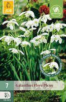 Galanthus Flore Pleno, 7 stuks