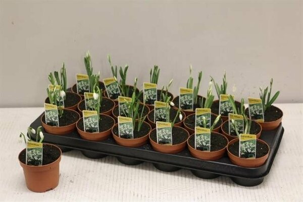 Galanthus nivalis, pot 9 cm, h 10 cm