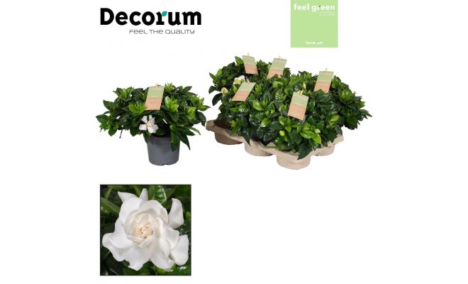 Gardenia jasminoides, pot 13 cm, h 25 cm