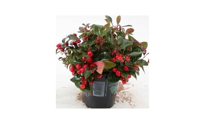 Gaultheria procumbens