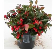 Gaultheria procumbens