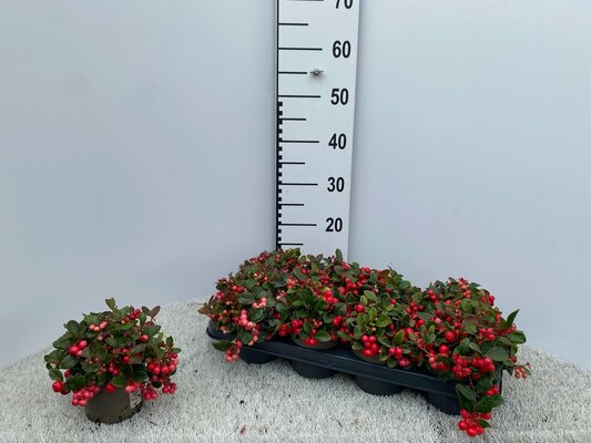 Gaultheria procumbens Big Berry, pot 15 cm