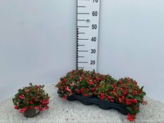 Gaultheria procumbens Big Berry, pot 15 cm