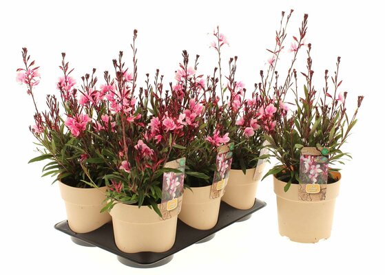 Gaura lindheimerii Gaudi Pink, pot 17 cm, h 35 cm - afbeelding 1