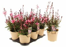 Gaura lindheimerii Gaudi Pink, pot 17 cm, h 35 cm - afbeelding 1