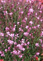 Gaura lindheimerii Gaudi Pink, pot 17 cm, h 35 cm - afbeelding 2