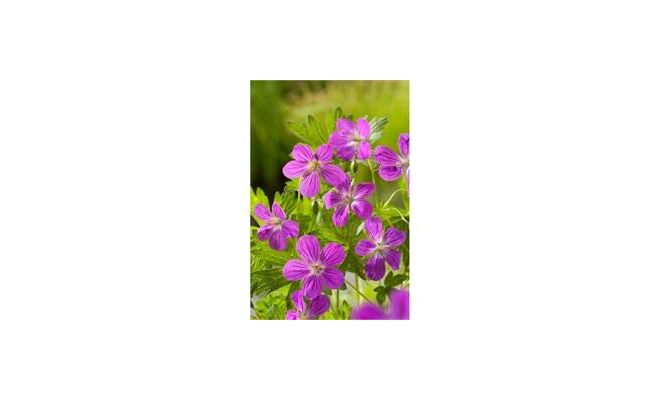 Geranium palustris P9