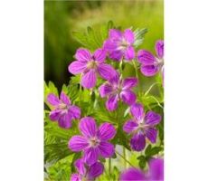 Geranium palustris P9