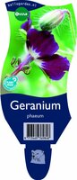 Geranium phaeum P11
