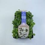 Geranium sanguineum 'Max Frei' 6-pack - afbeelding 3