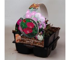 Geranium sanguineum 'Max Frei' 6-pack - afbeelding 1