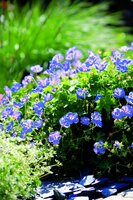 Geranium  wallichianum Rozanne pot 15 cm