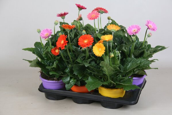 Gerbera  'Garvinea mix, pot 17 cm, h 40 cm