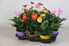 Gerbera  'Garvinea mix, pot 17 cm, h 40 cm