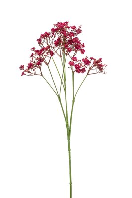 Gipskruidsteel, 68 cm, fuchsia