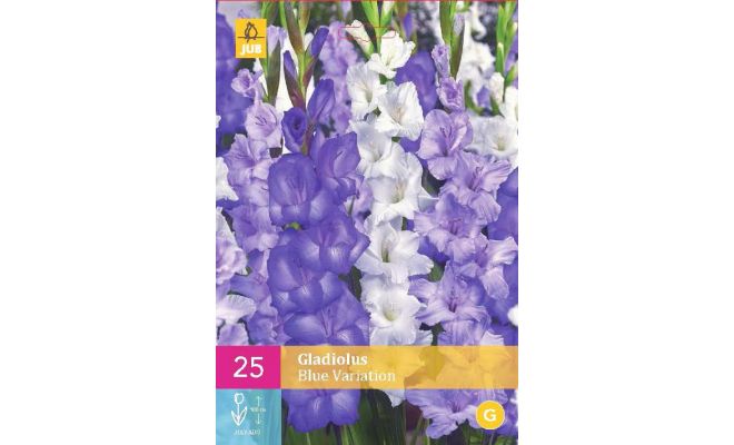 Gladiolus blue variation 25st - afbeelding 1