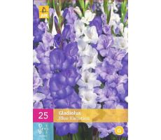 Gladiolus blue variation 25st - afbeelding 1