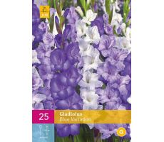 Gladiolus blue variation 25st - afbeelding 2