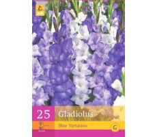 Gladiolus blue variation 25st - afbeelding 4